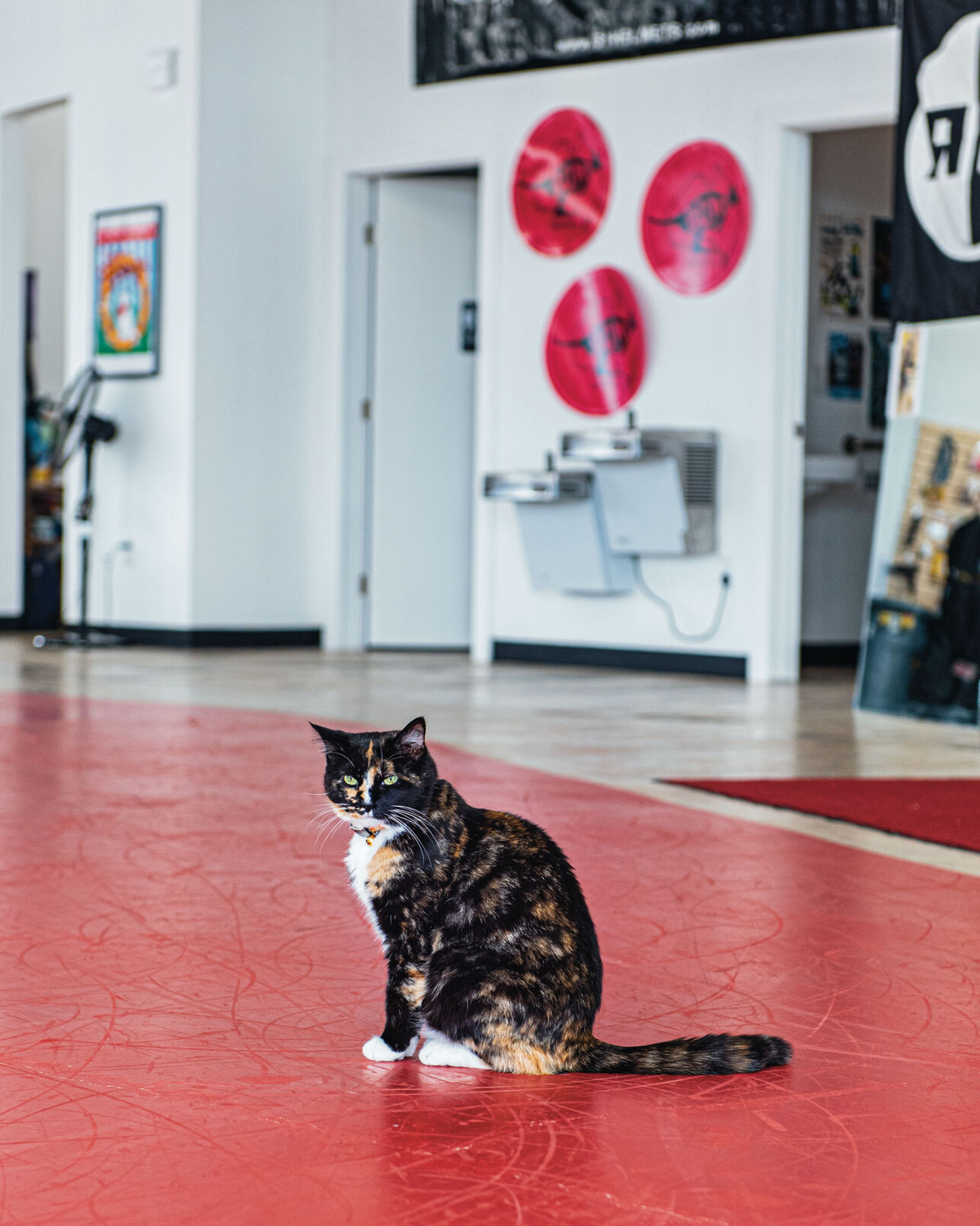 AsphaltBeachCats-1470.jpg